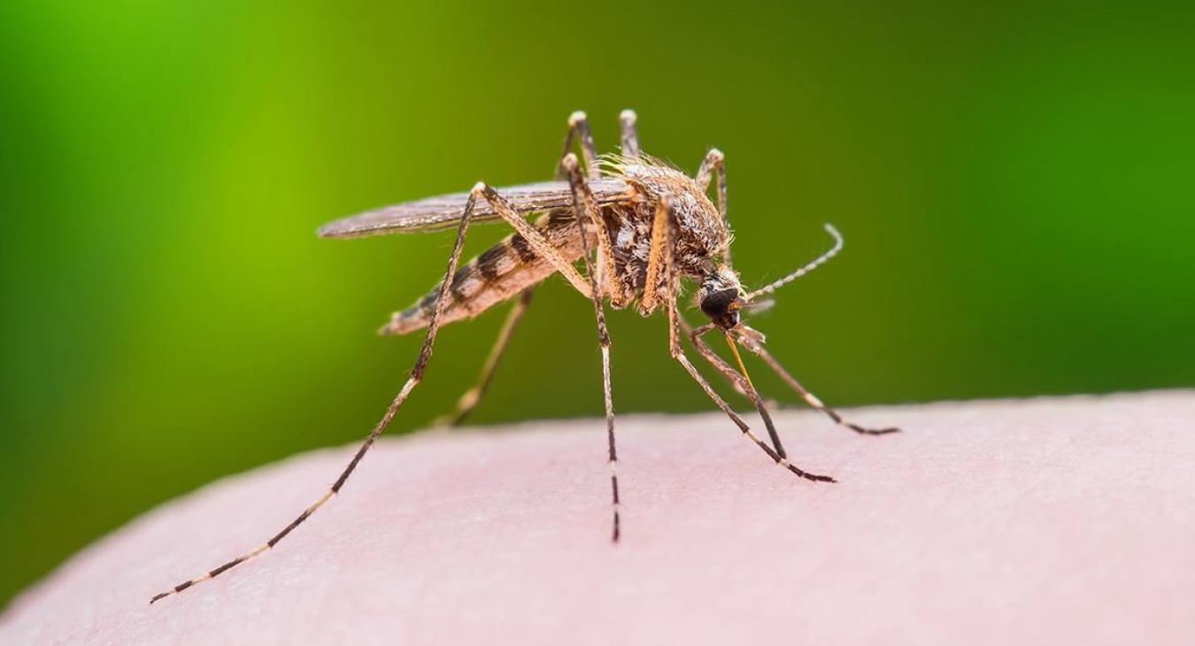 DANGEROUS MOSQUITOES