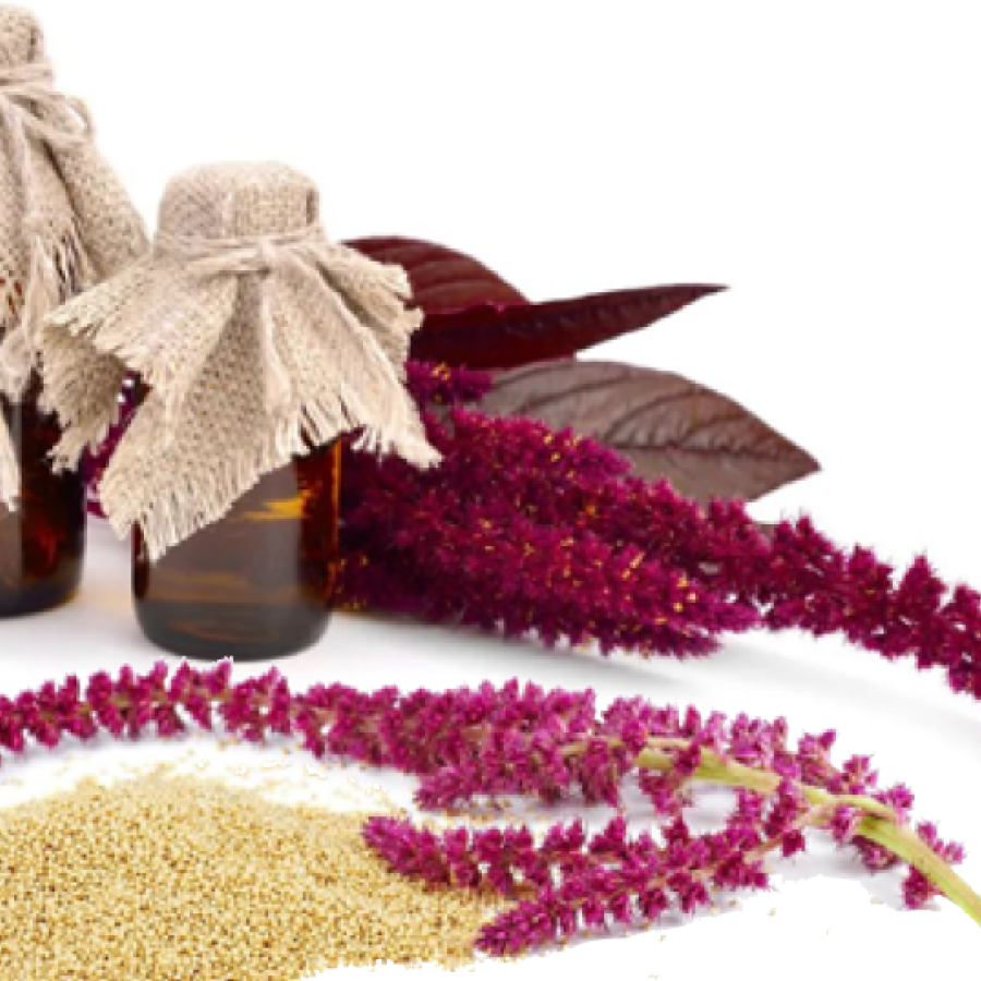 Amaranth is recognized as the ideal plant of the 21st century