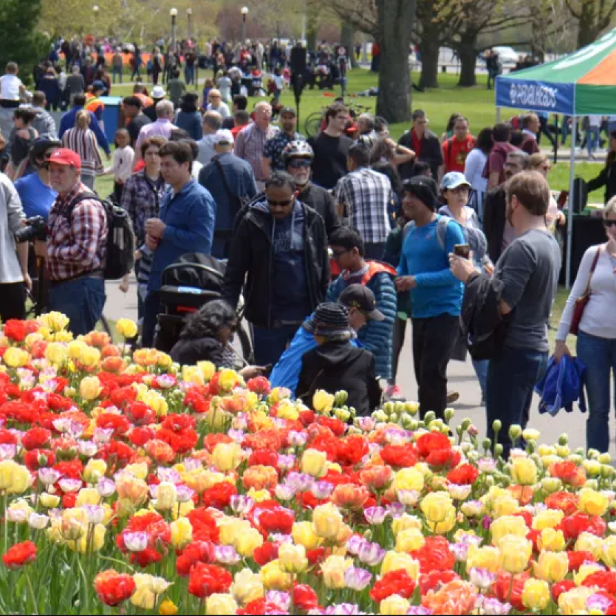Tulip Fest