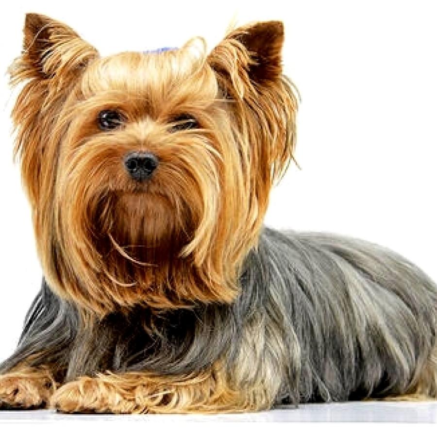 Yorkie 